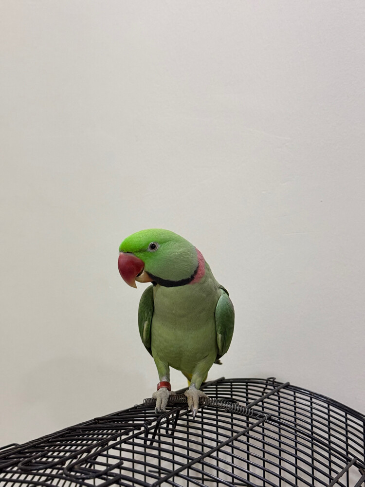 alexandrine parrot male - 4