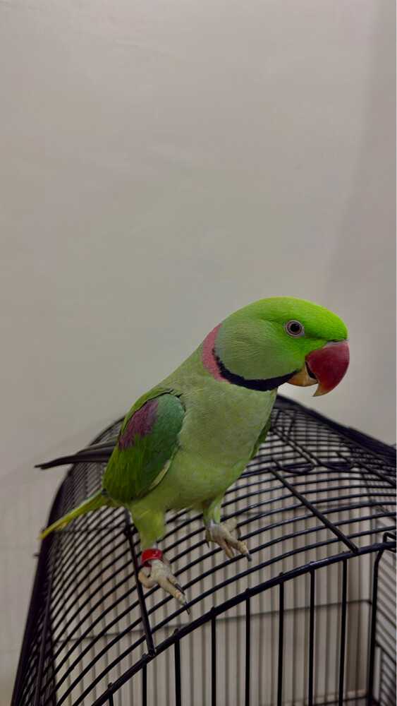 alexandrine parrot male - 2