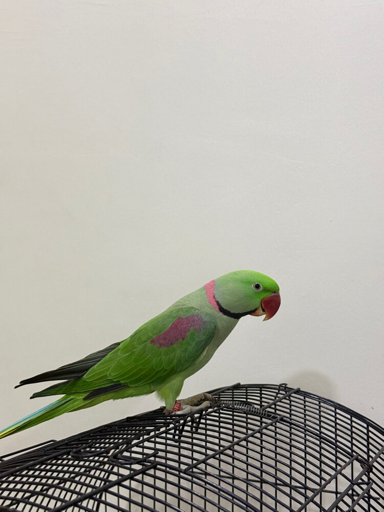 alexandrine parrot male - 1