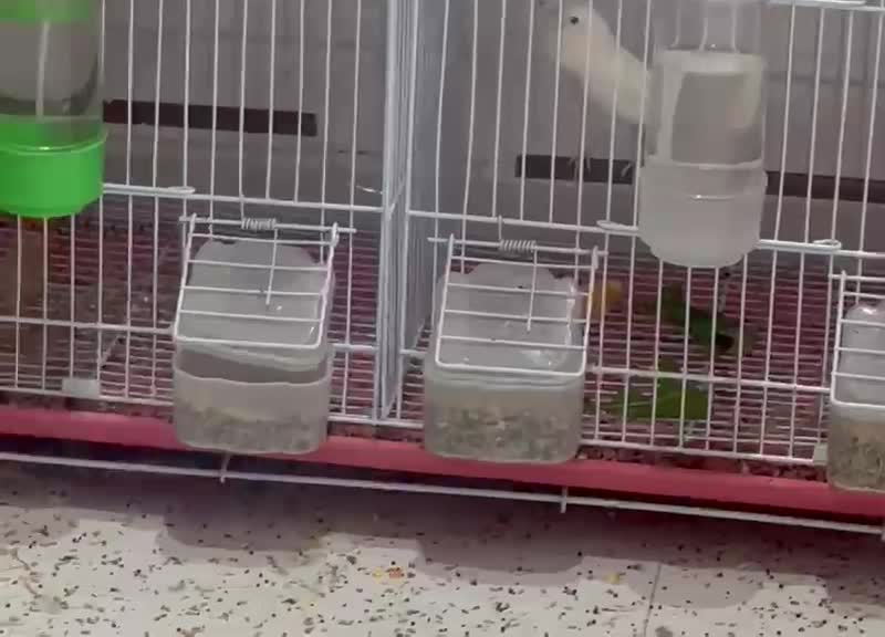 A pair of breeding canaries for sal - 1