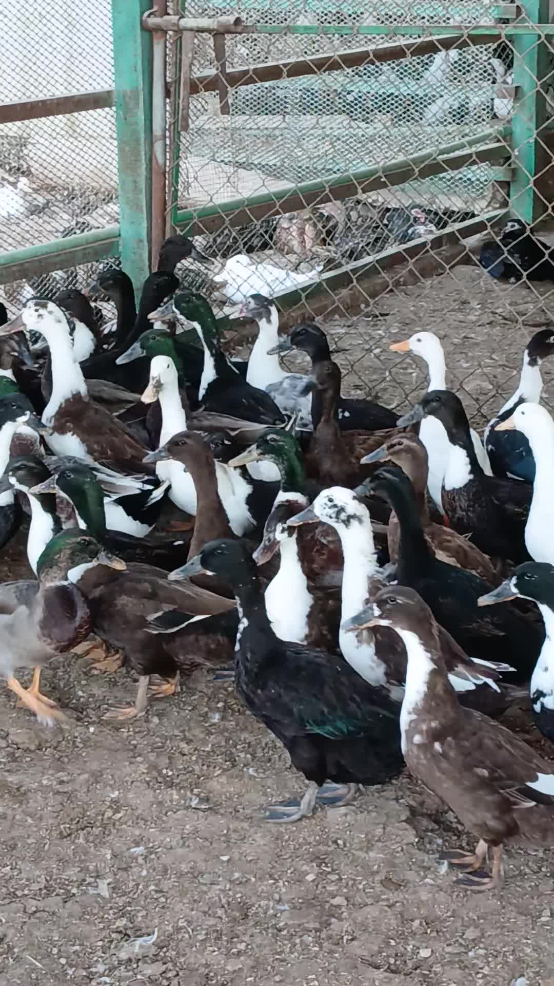 Layer  Duck - 1