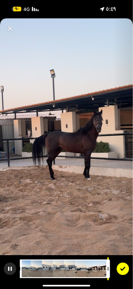 حصان عربي ريس  - 1