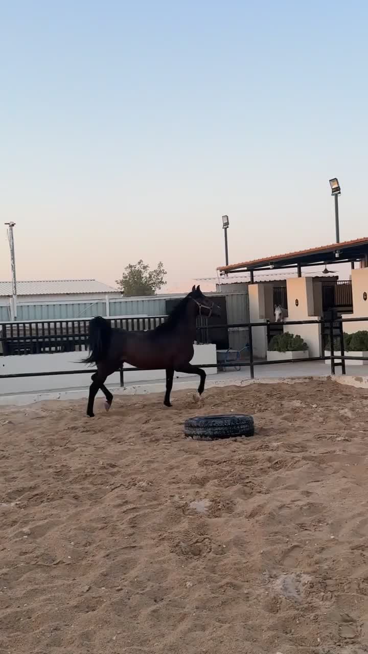 حصان عربي ريس  - 5