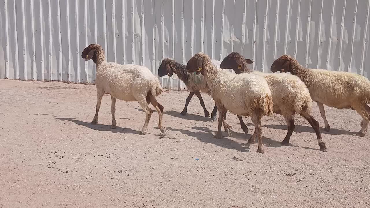 البيع شويهات سوريه ديد وسن سلم - 1