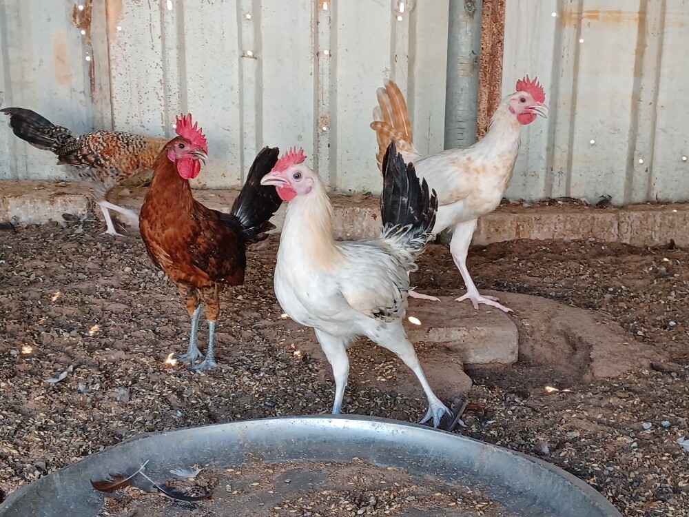 Desi balade male roaster chicken - 1