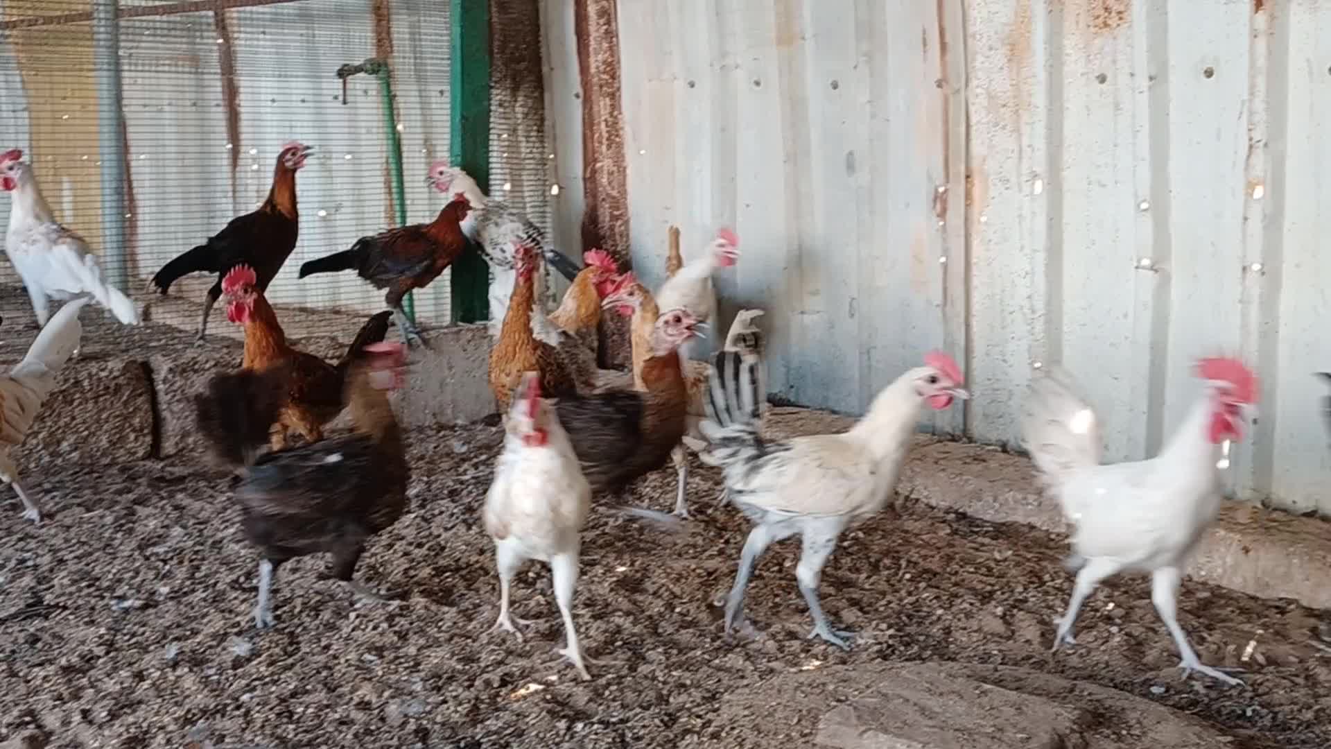 Desi balade male roaster chicken - 3