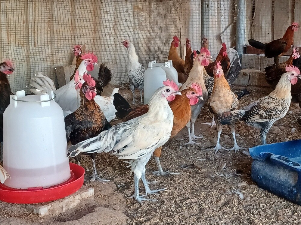 Desi balade male roaster chicken - 2
