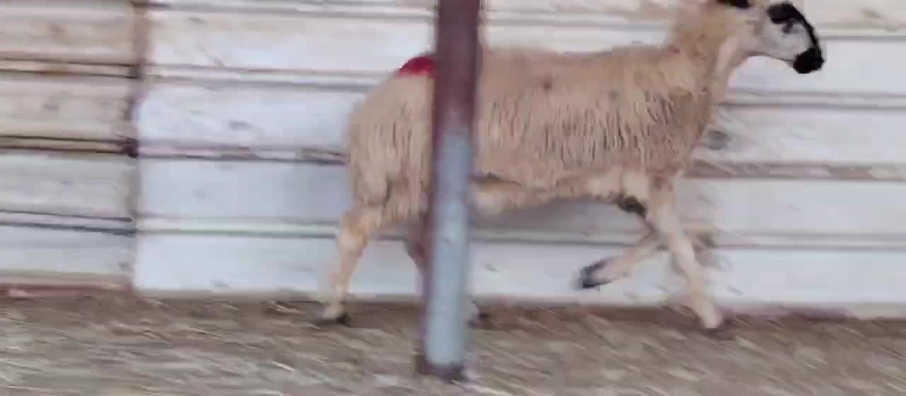 للبيع رخله تنيه دفيع شرط سونار - 1
