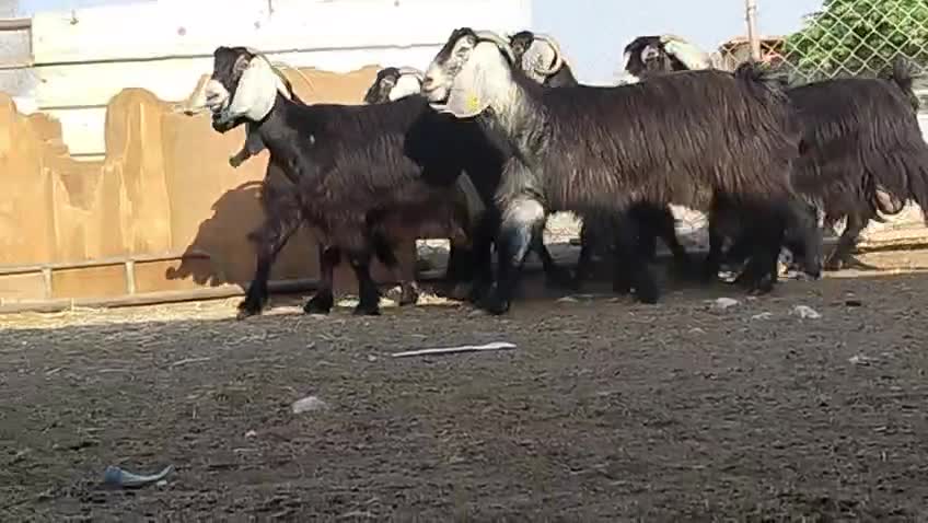 للبيع معزا عوارض طيبه - 1
