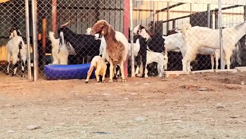 للبيع شاه سوريه وليده طيبه - 1