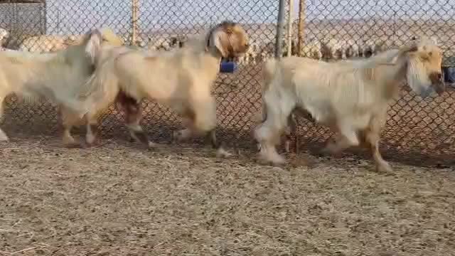 للبيع تيوس فحوله عوارض بيوض طيبه - 1