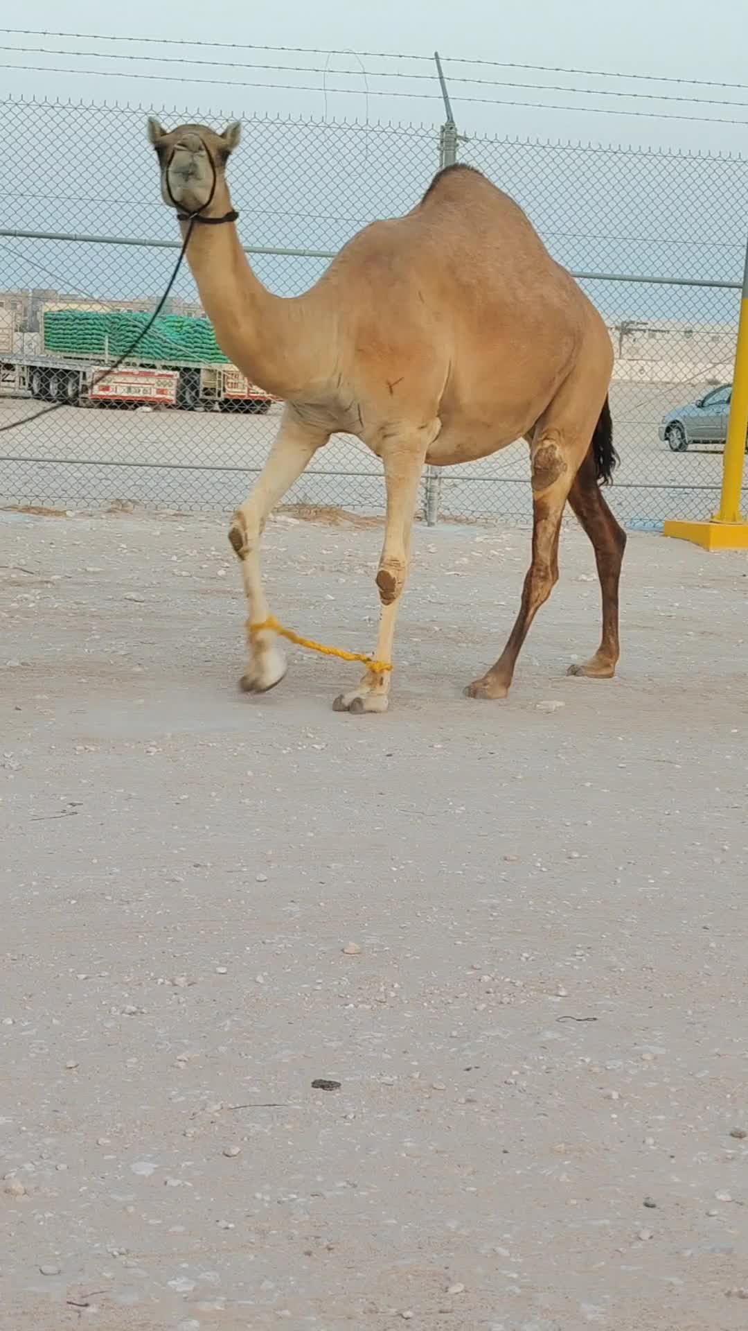 للبيع مدني رقامة - 2