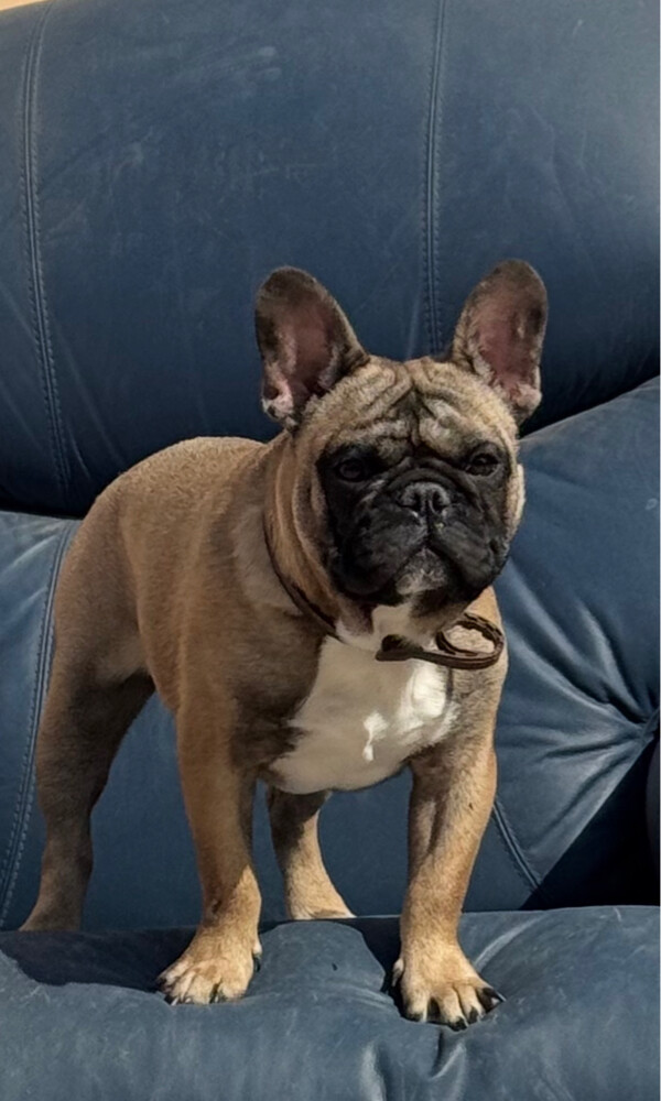 French bulldog - 7