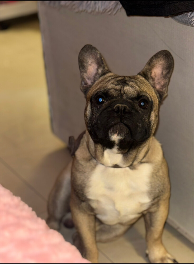 French bulldog - 6