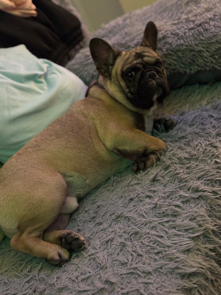French bulldog - 3