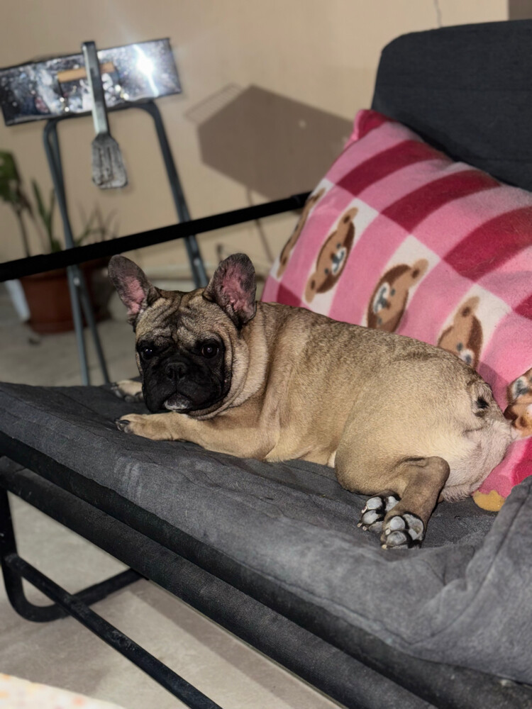 French bulldog - 5