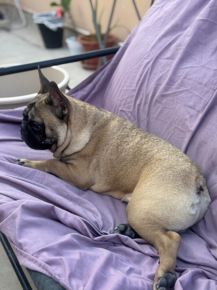 French bulldog - 4