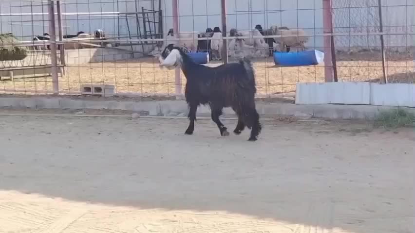 للبيع عارضية ربااااع - 1