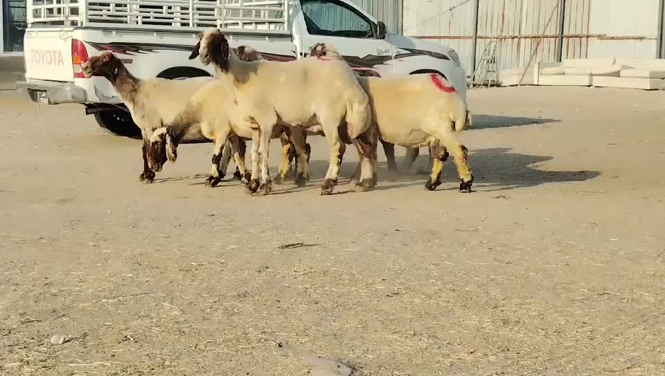للبيع غنم سوريه دفيع شرط سونار - 1