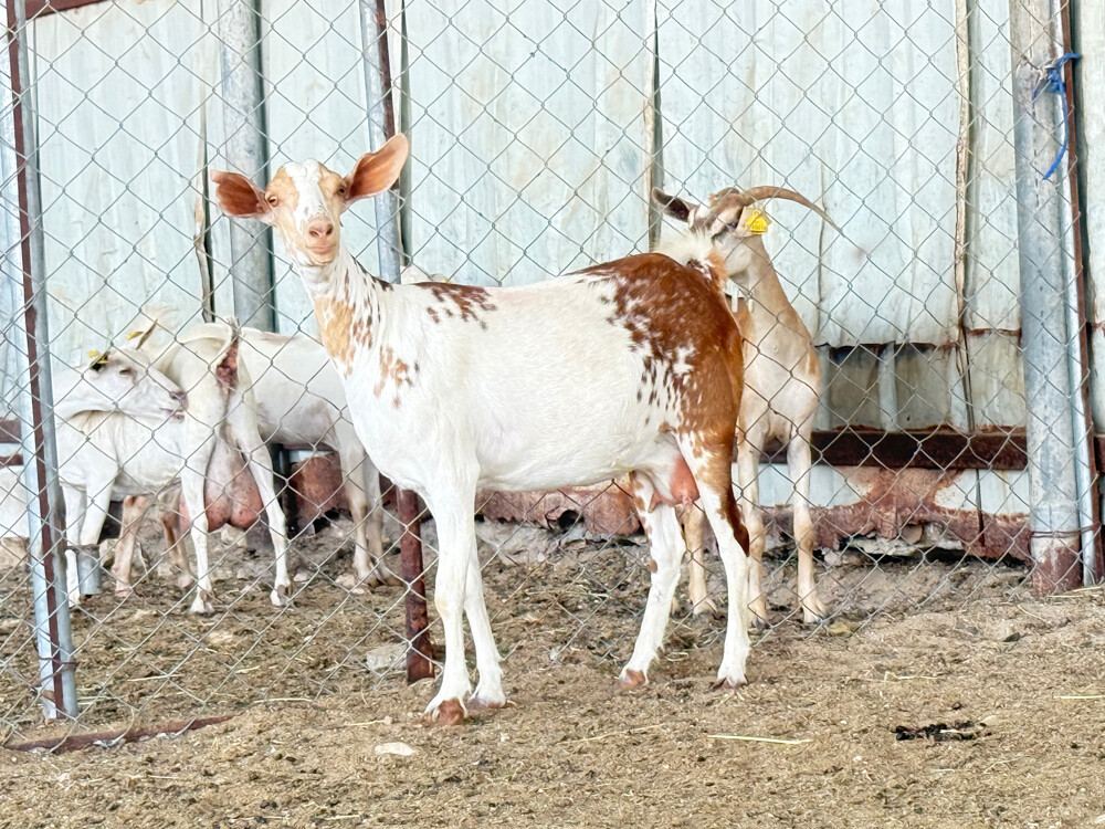 عنزا عمانيه مرشرشه دفيع واصل - 4