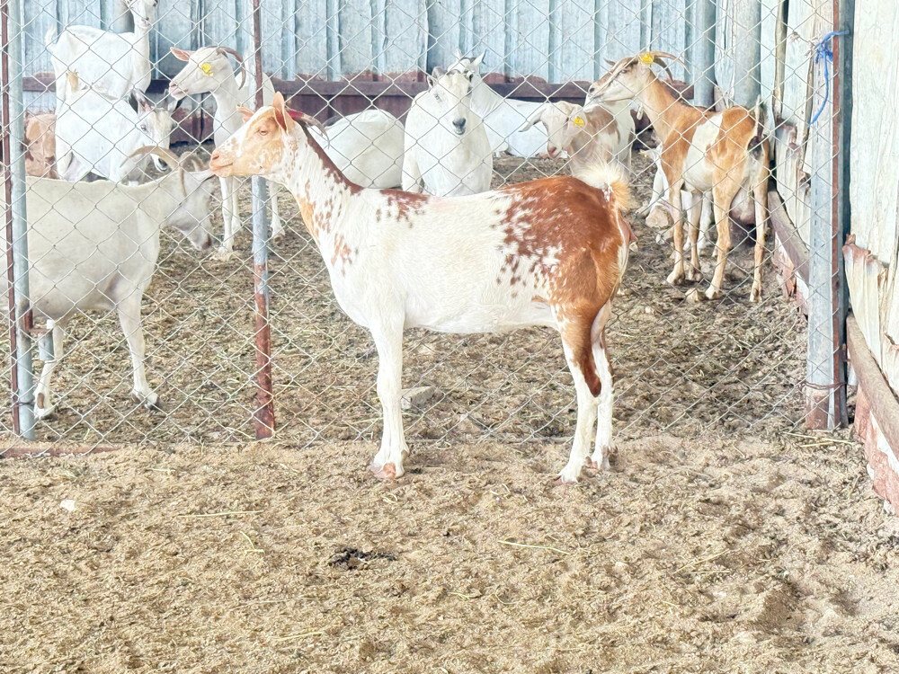 عنزا عمانيه مرشرشه دفيع واصل - 2