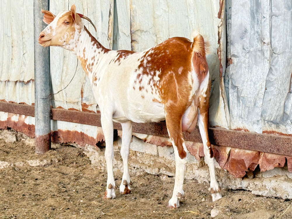 عنزا عمانيه مرشرشه دفيع واصل - 3