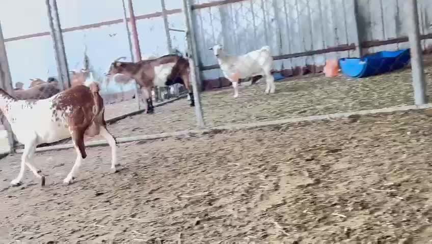عنزا عمانيه مرشرشه دفيع واصل - 1