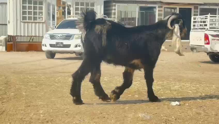 للبيع فحل عارضي ثني صنف فاخره - 3