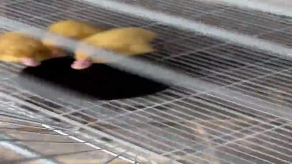 Very healthy yellow ducklings - 3