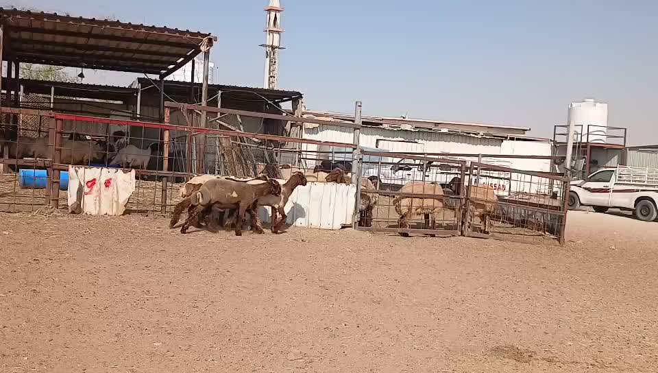 للبسع طليان سوريه سمان طيبه - 1