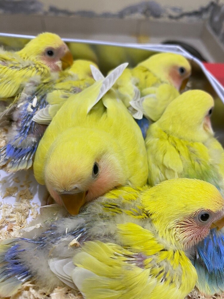 love bird chicks - 3