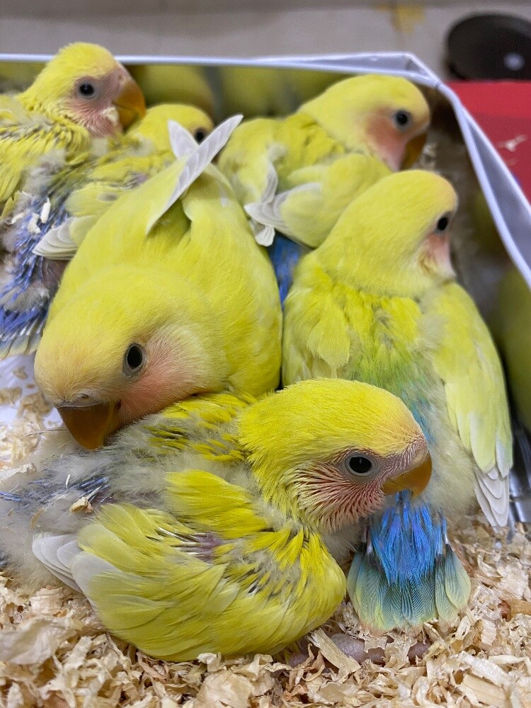 love bird chicks - 2