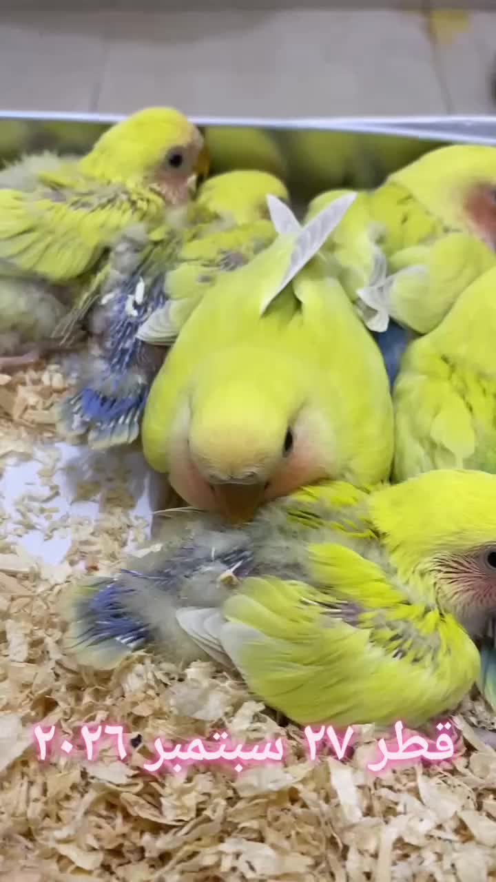 love bird chicks - 1