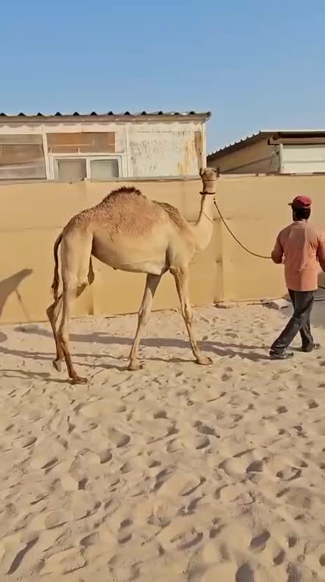 حقة سلاله سياف  - 3