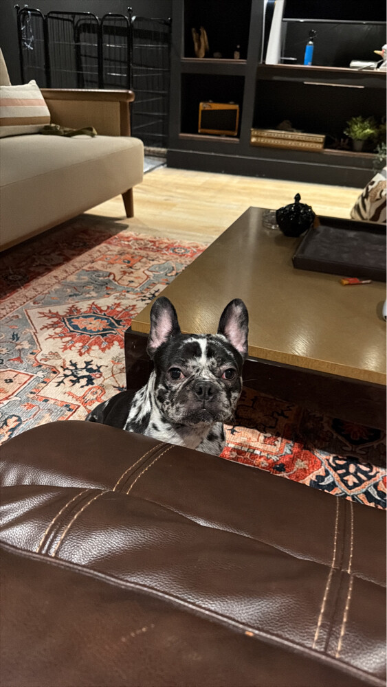 11 Month French Bull Dog - 1