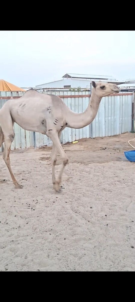 بكره - 1