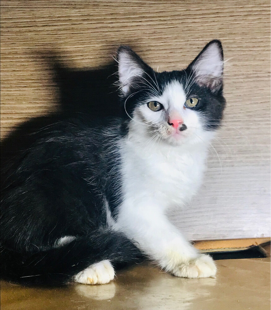 Scottish mix breed  - 2