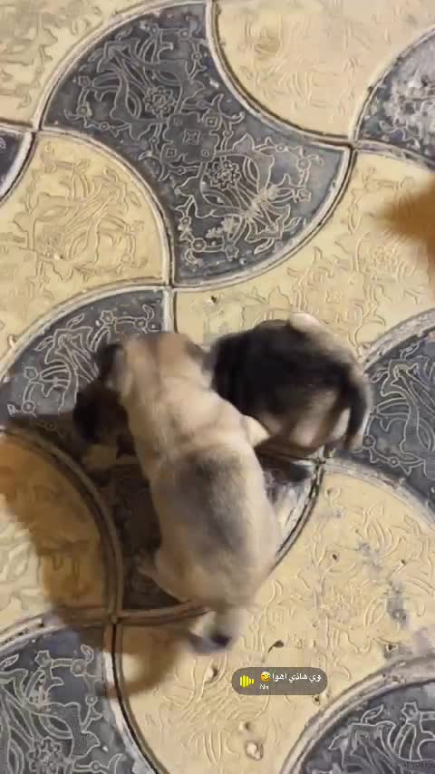 ‏pug  bread  - 1