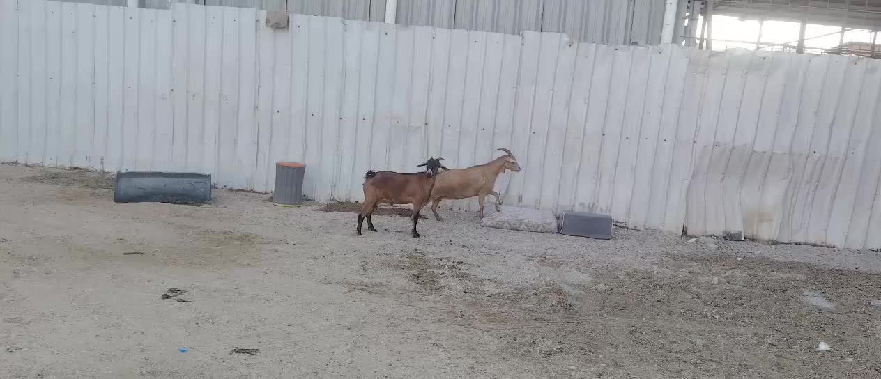 للبيع معزه غزم اصايل - 1