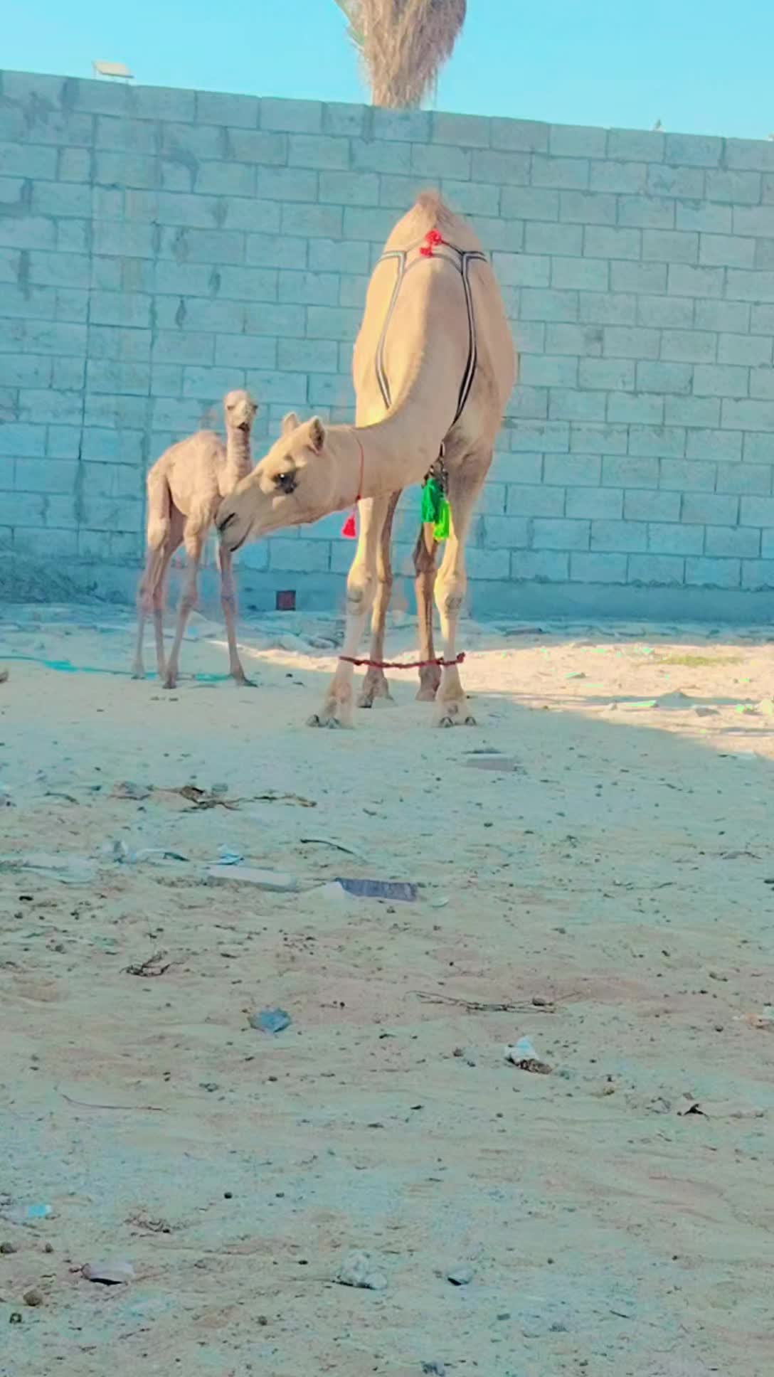 للبيع - 1