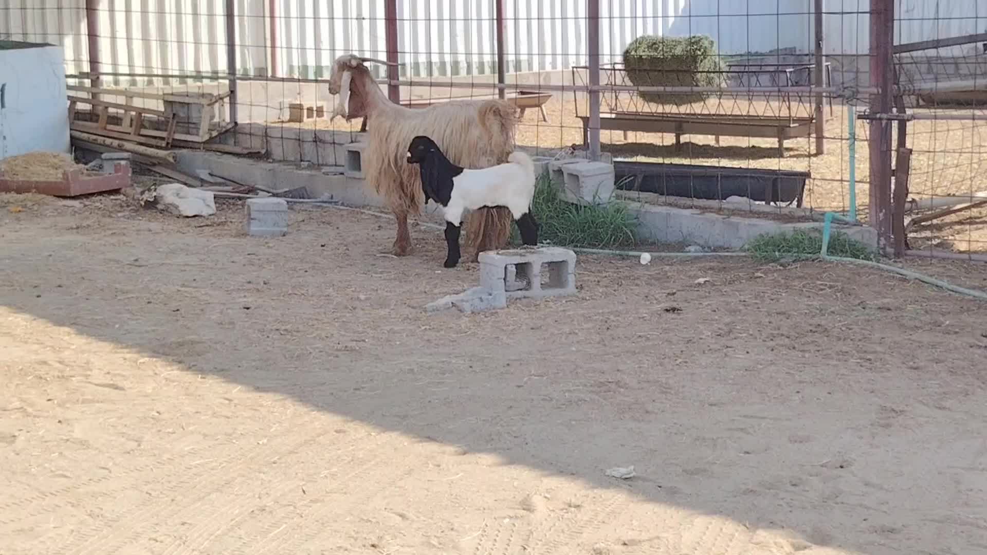 للبيع - 1
