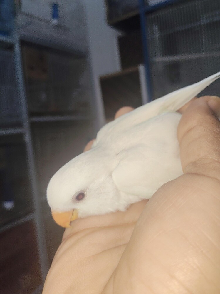 rose albino - 2