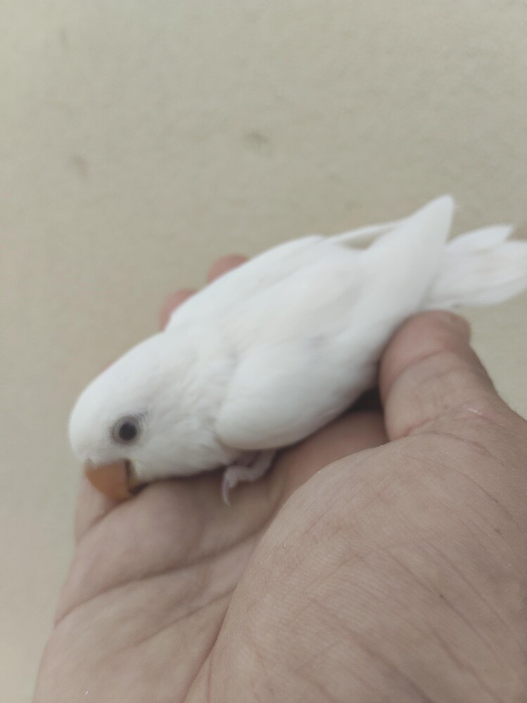 rose albino - 1