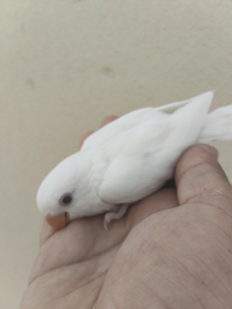 rose albino - 3
