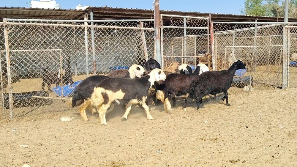 للبيع شويهات نجد طيبه - 2