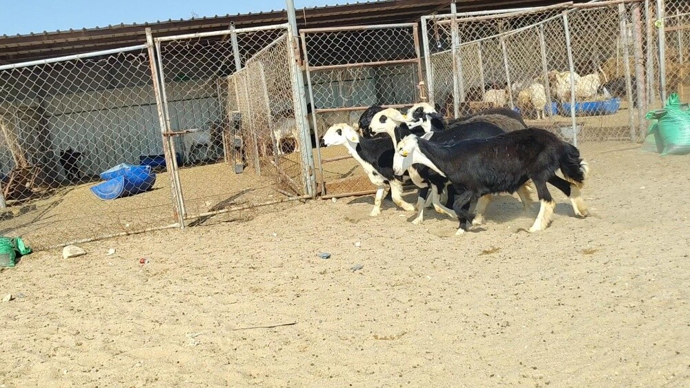 للبيع شويهات نجد طيبه - 1
