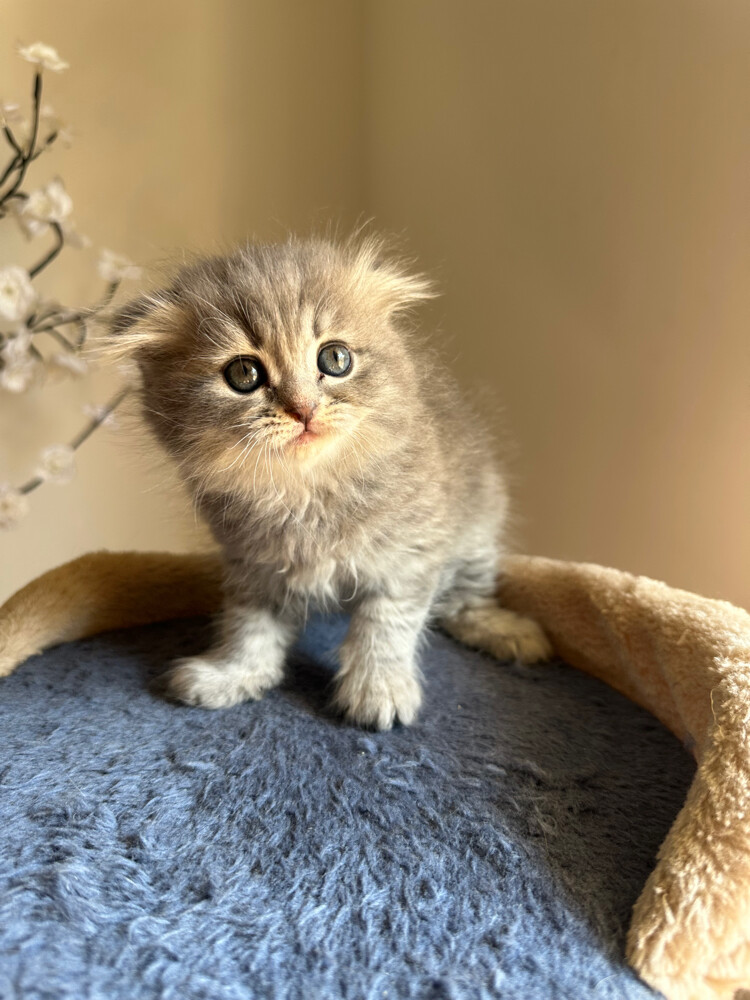 Scottish fold kittens - 2