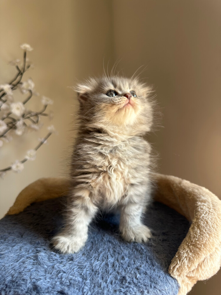 Scottish fold kittens - 1