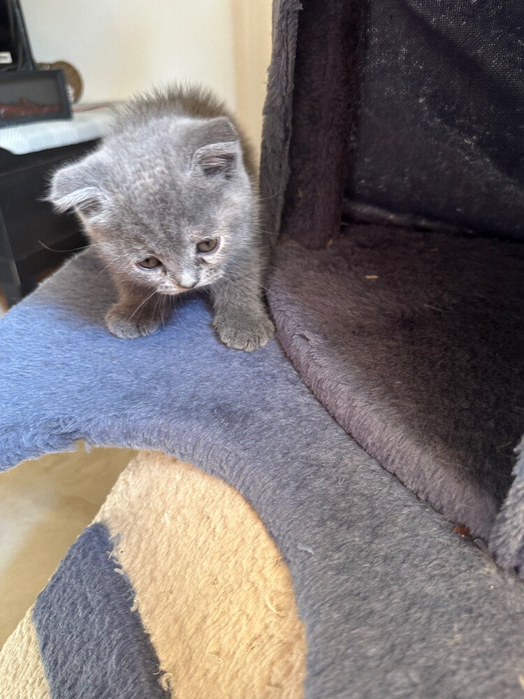 Scottish fold kittens - 3