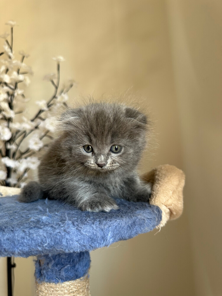 Scottish fold kittens - 5